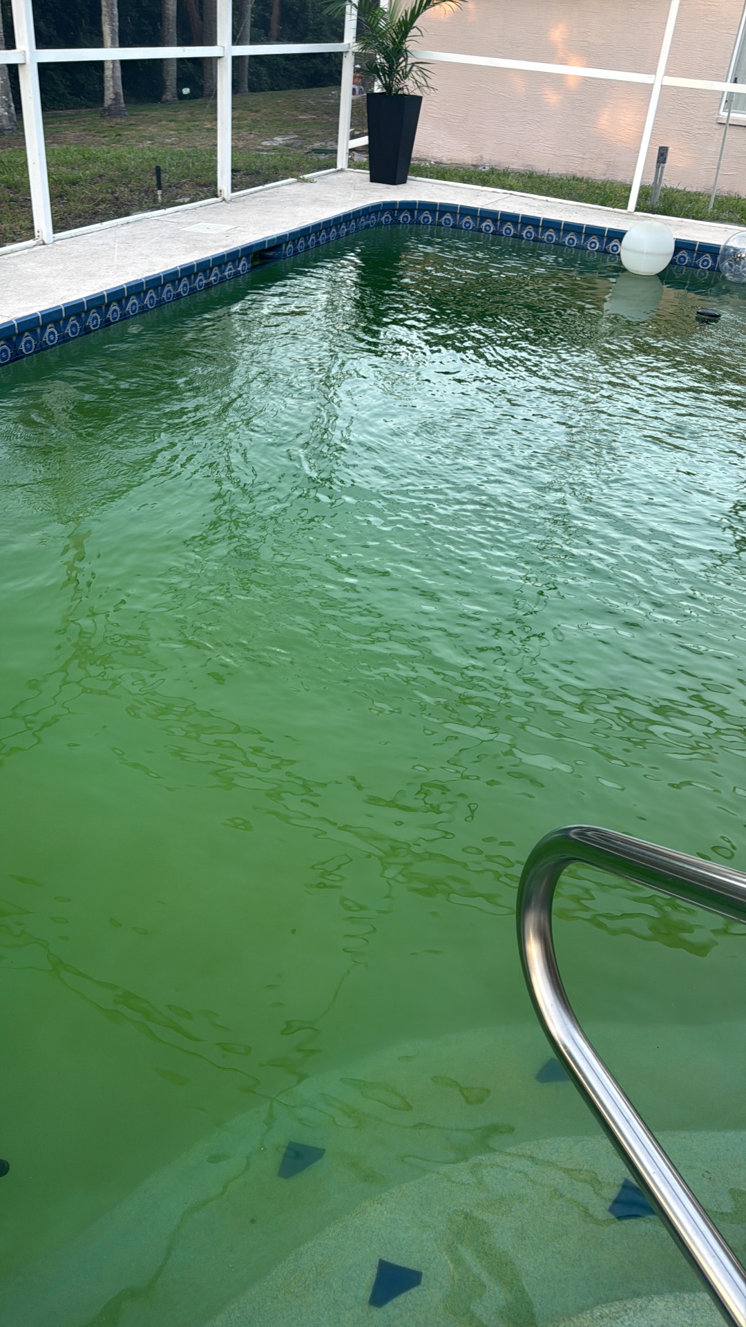 Green pool to crystal-clear water recovery — before